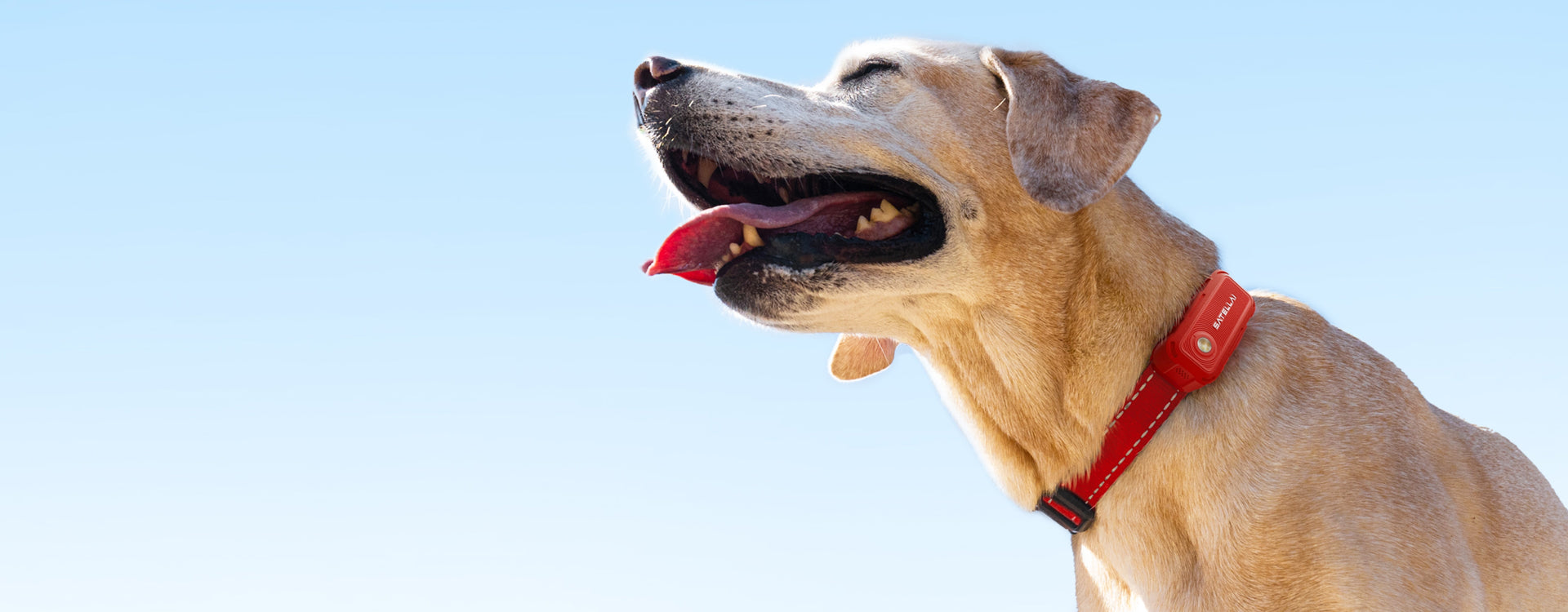SATELLAI Collar Go Smart GPS Dog Collar with Live Tracking & Health Monitoring