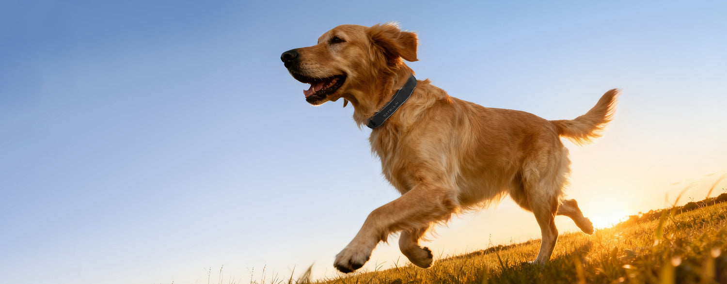 SATELLAI Collar +Plan Bundle — Smart Collar and GPS Dog Fence