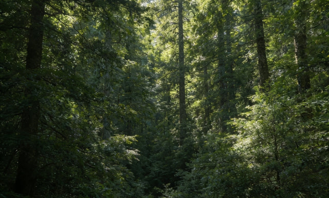 Dense forest canopies
