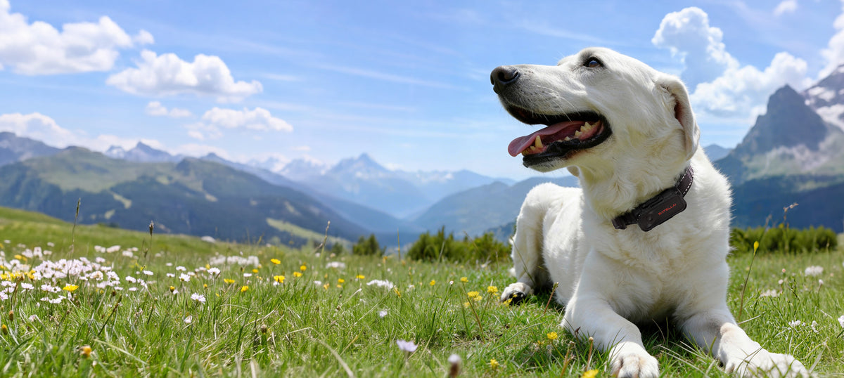 Dog and owner navigating everyday city life
