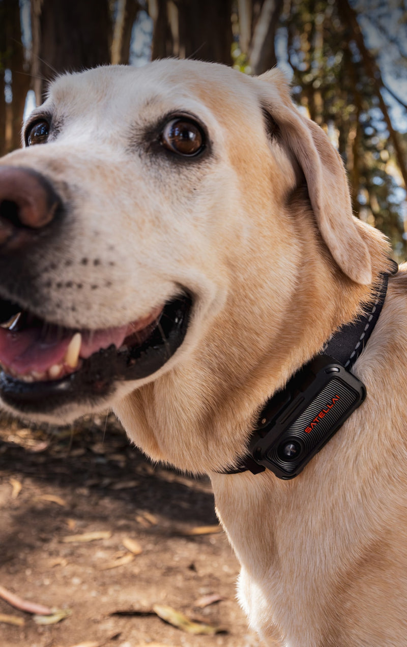 Game-Changing Pet Parenting