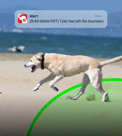 Immediate Escape Alerts