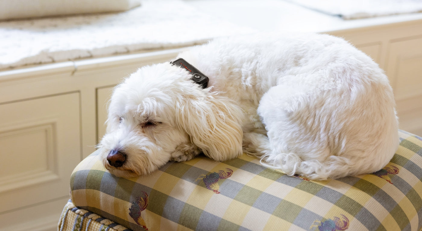 Small dog resting with SATELLAI Collar Go