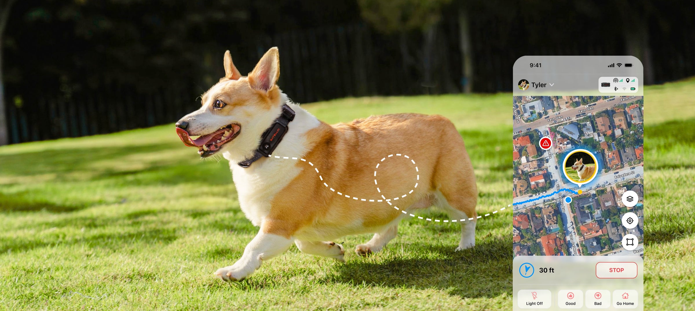 Dog running with SATELLAI Collar Go live GPS tracking view