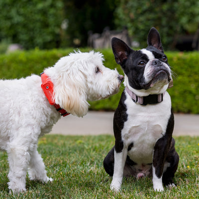 Manage Multiple Dogs