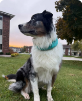 SATELLAI customer dog avatar