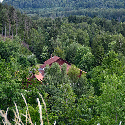 Dense woods environment