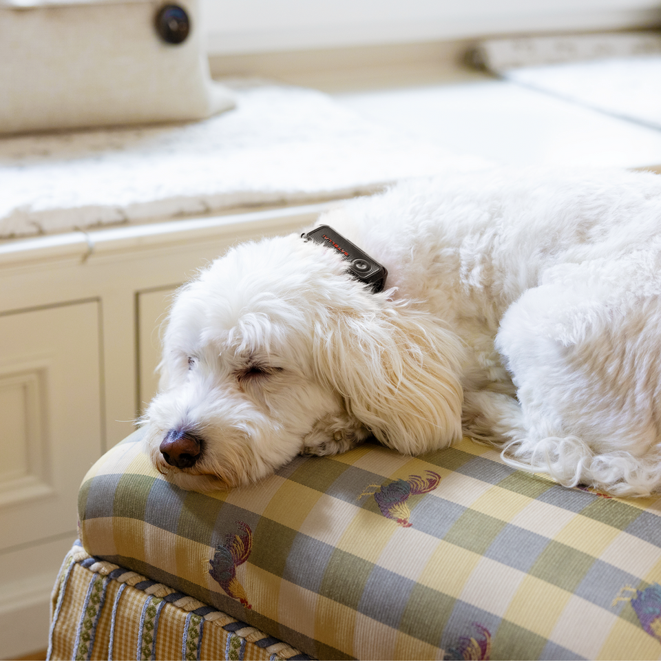 SATELLAI Collar Go GPS dog tracker