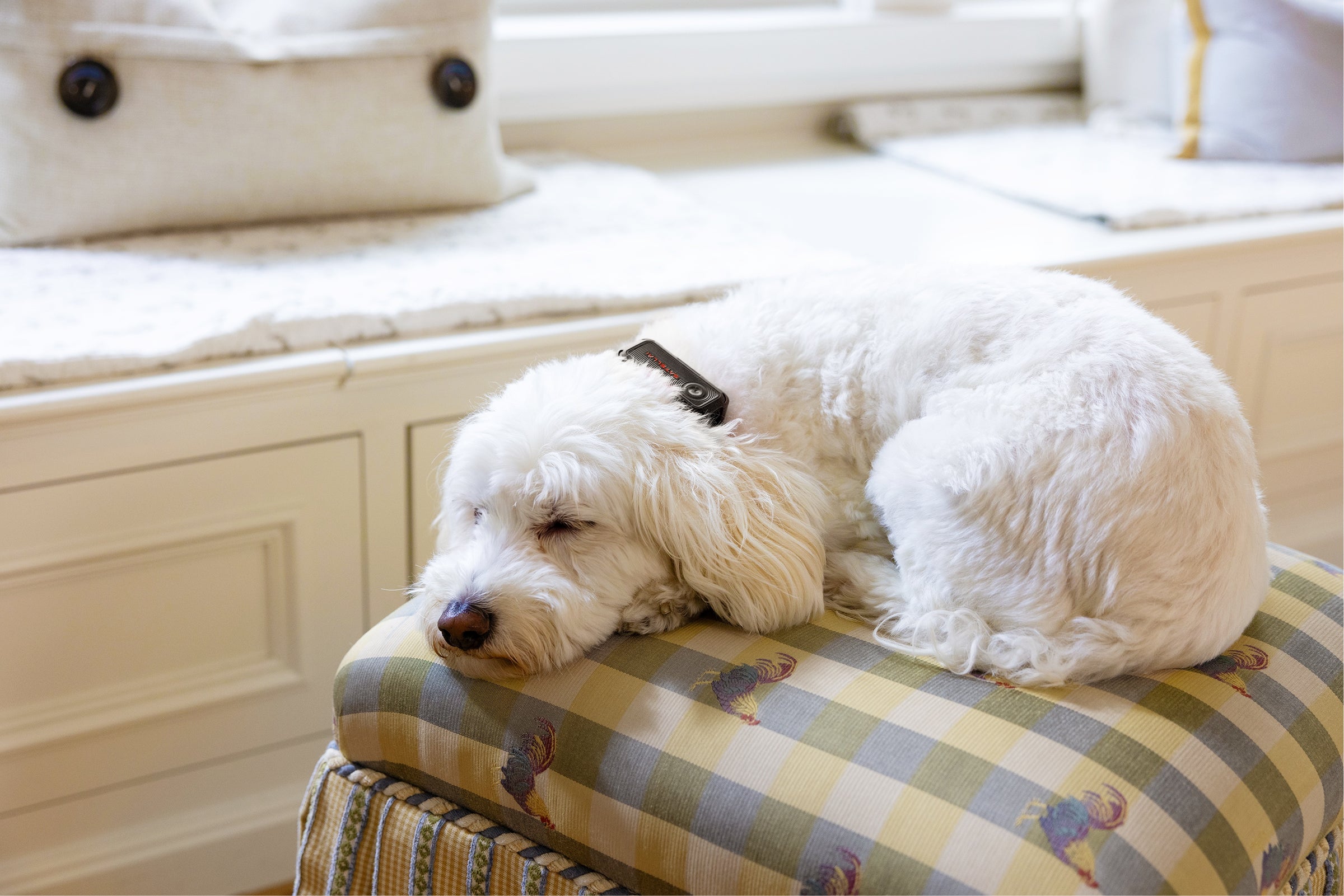 Small dog resting comfortably with SATELLAI Collar Go