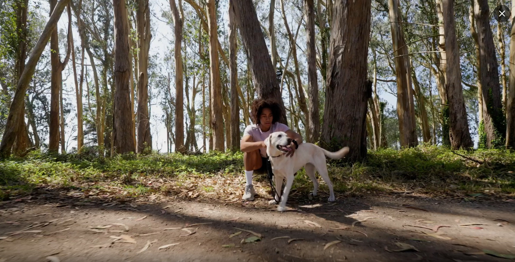 SATELLAI Collar Go dog tracker in the woods