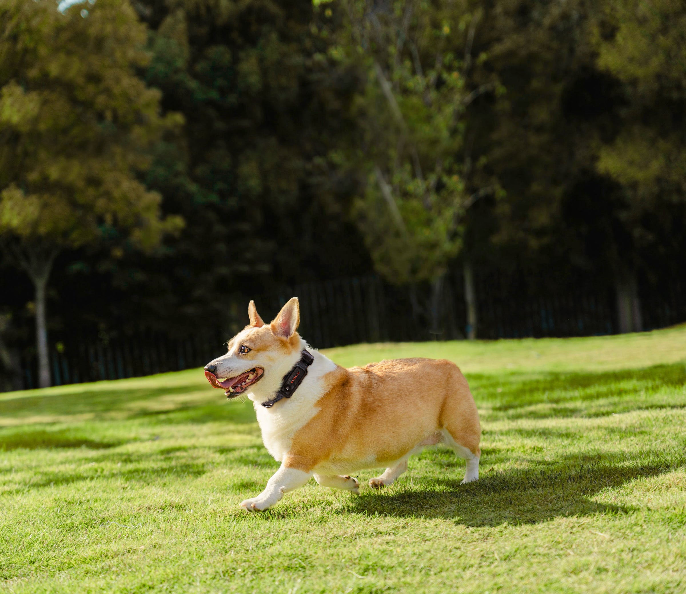 Dog running with SATELLAI Collar Go live GPS tracking view