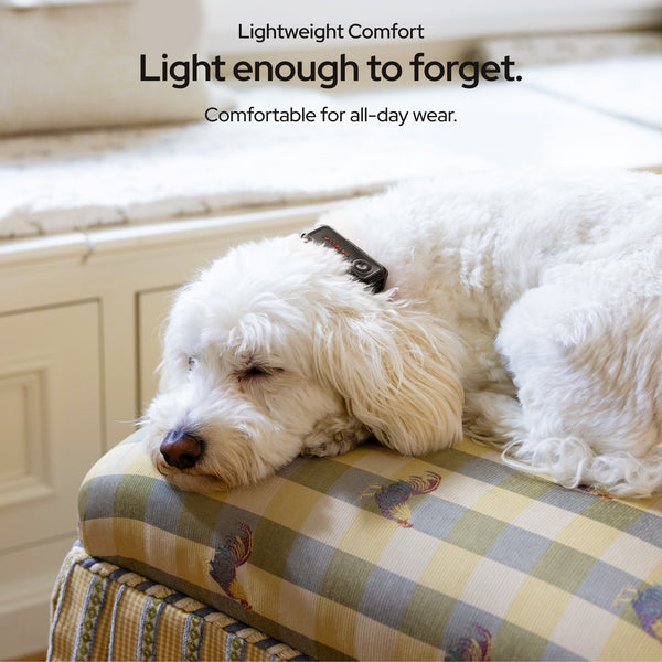 SATELLAI Collar Go GPS Dog Tracker | SATELLAI