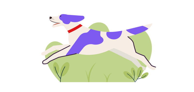 Let your dog enjoy the feedom within the fence.