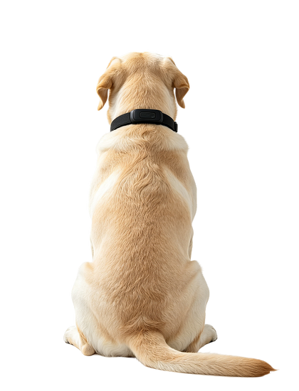 Smart Dog Collar
