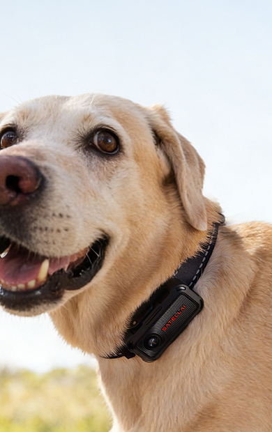 Game-Changing  <br>Pet Parenting