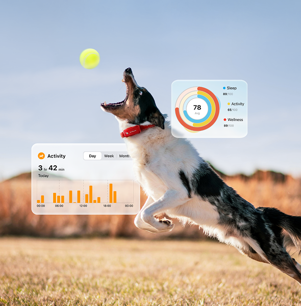 Tracking Every Moment