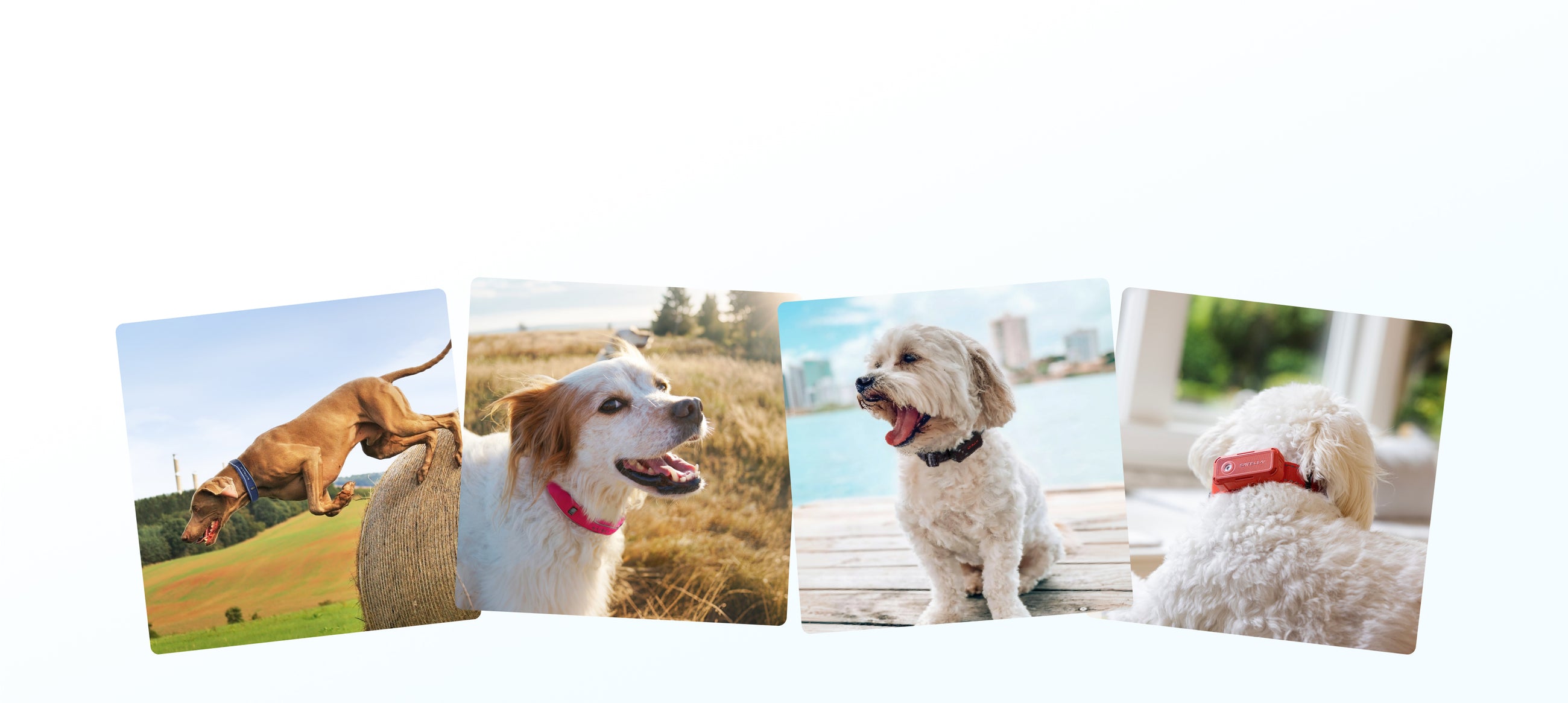 SATELLAI Collar and Collar Go for different dog lifestyles