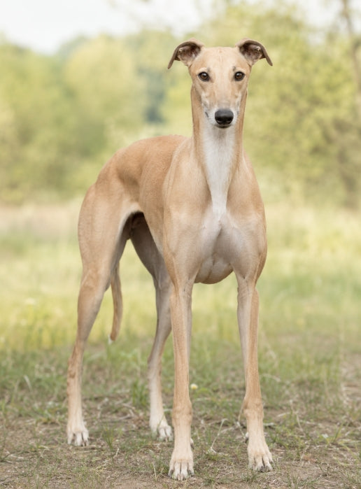 Greyhound