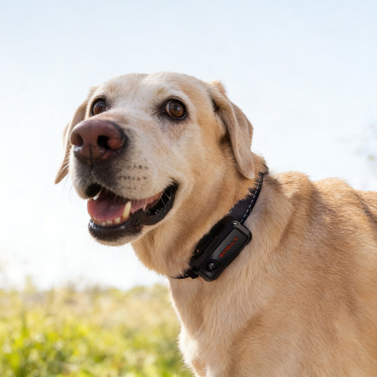 SATELLAI Collar Go GPS Dog Tracker