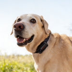 SATELLAI Collar Go GPS Dog Tracker
