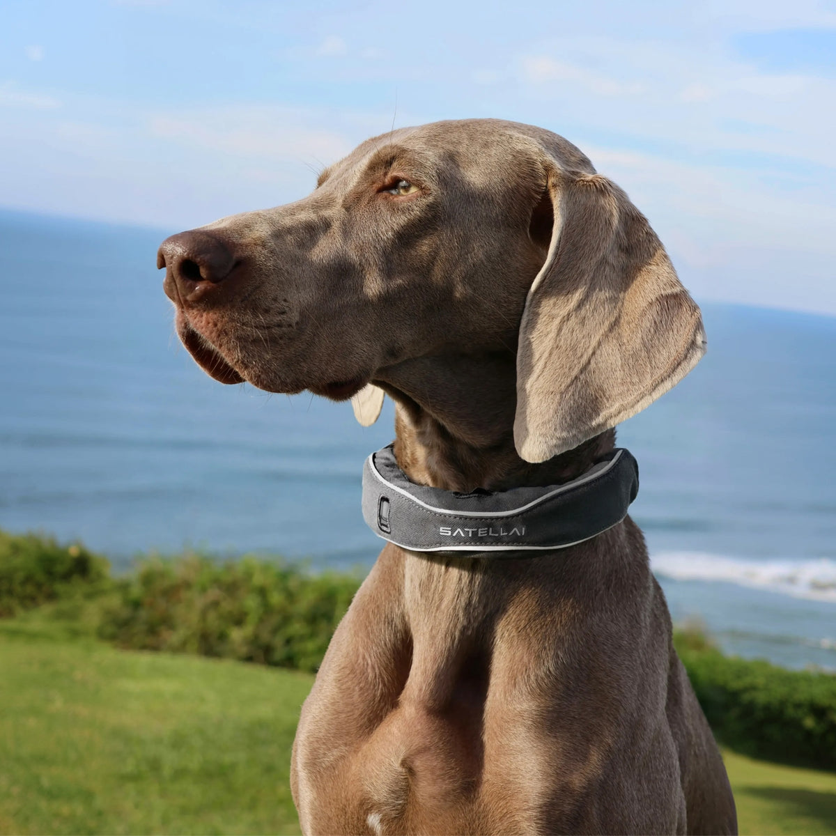 SATELLAI Collar GPS Dog Fence