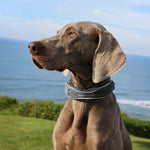 SATELLAI Collar GPS Dog Fence