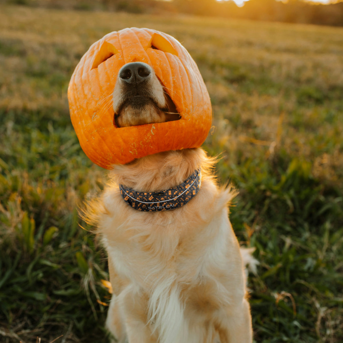 Dog wearing the SATELLAI Collar in a pumpkin costume